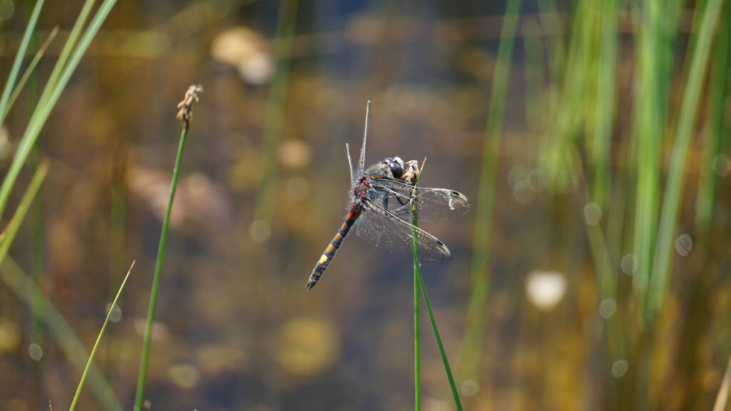 Leucorrhinia pectoralis (1)