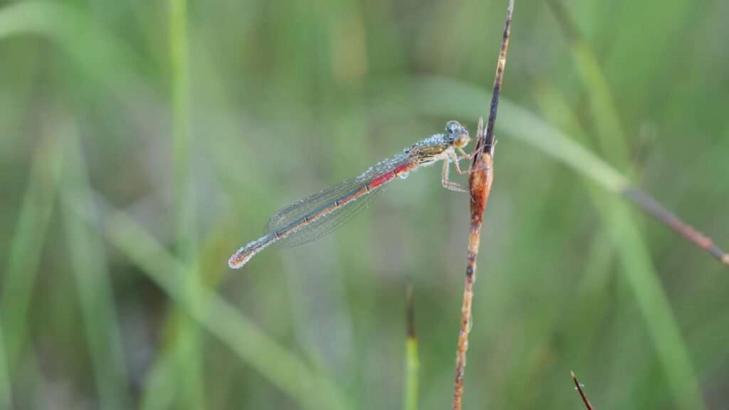 ©Zarte_Rubinjungfer_Weibchen_Mindelsee_unbekannt_Manuel_Fiebrich2